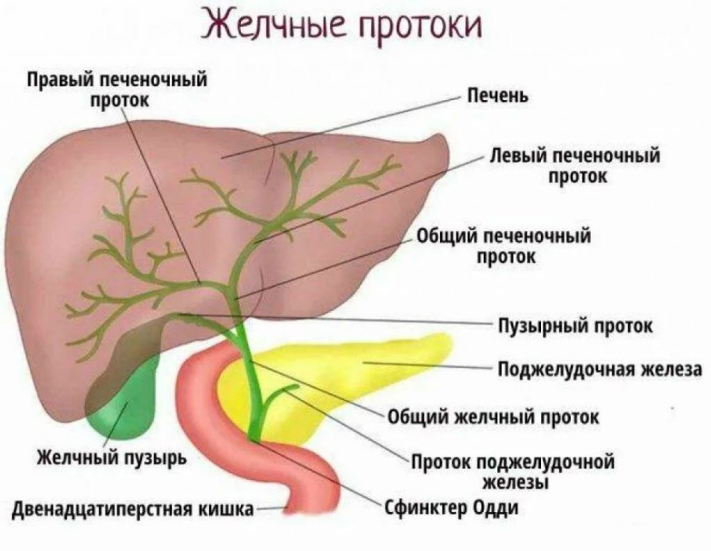 Очистка печени и желчевыводящих путей у женщин препараты схема